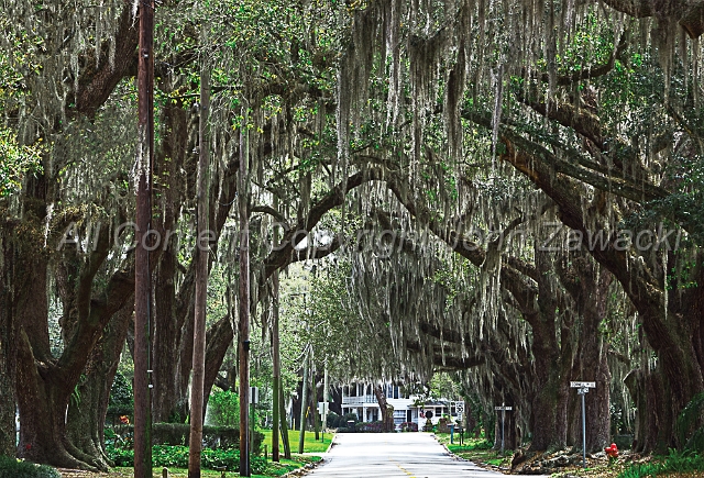 4x6-Sanford Canopy Road-Front.jpg - New!! Sanford Canopy Road - Front